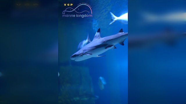 VGP Marine Kingdom Records Rare Bamboo Shark Breeding in India
